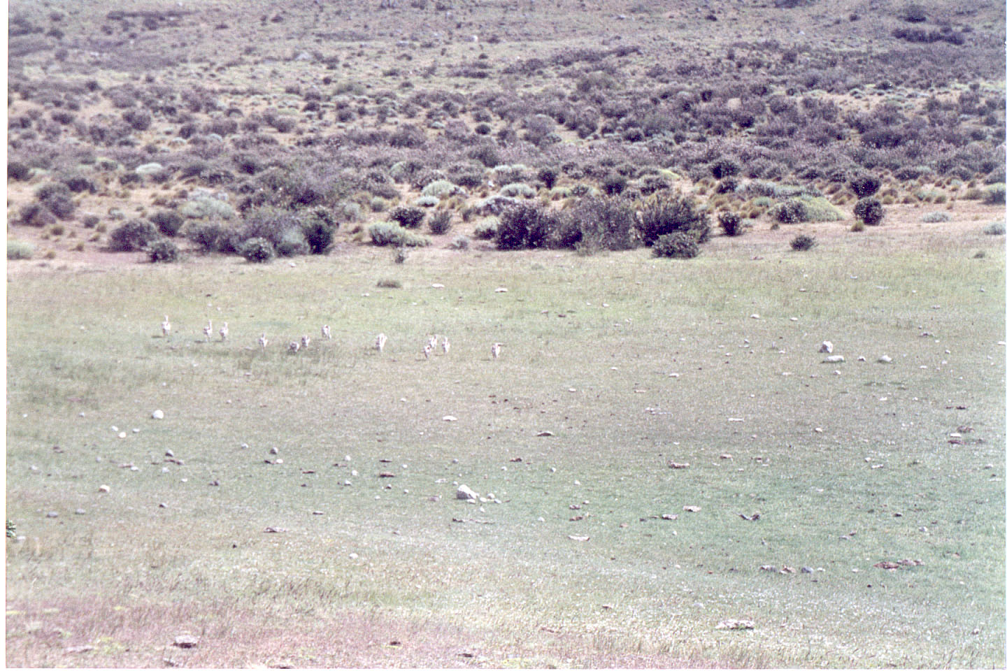 127.jpg, Rheas (small
ostriches)