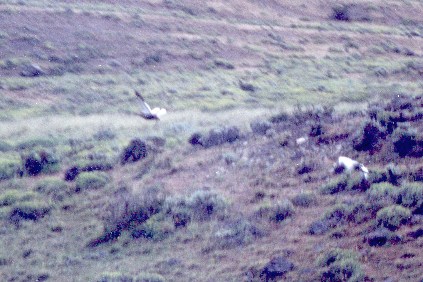 130.jpg, Cranes
