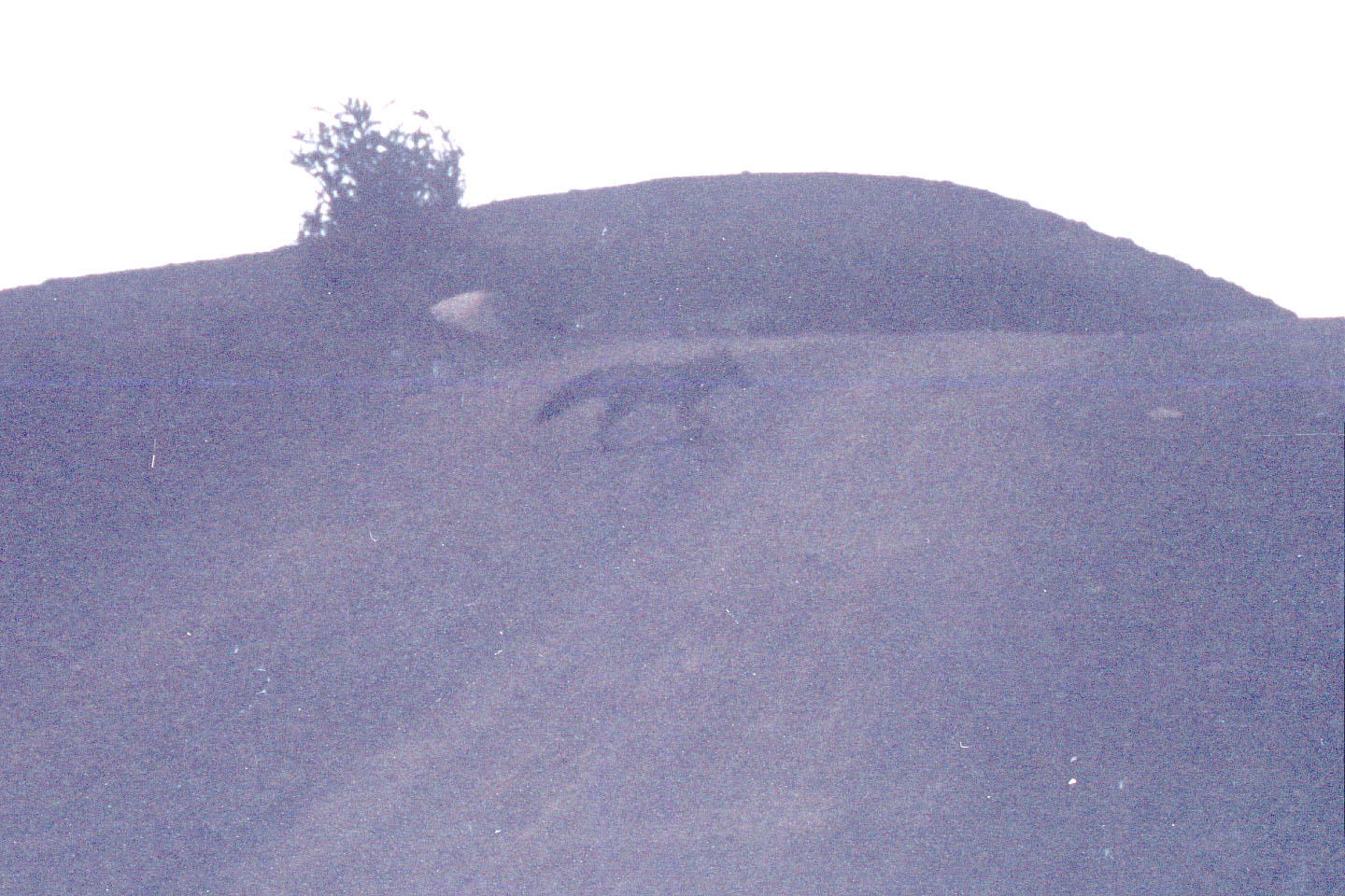 131.jpg, Fox