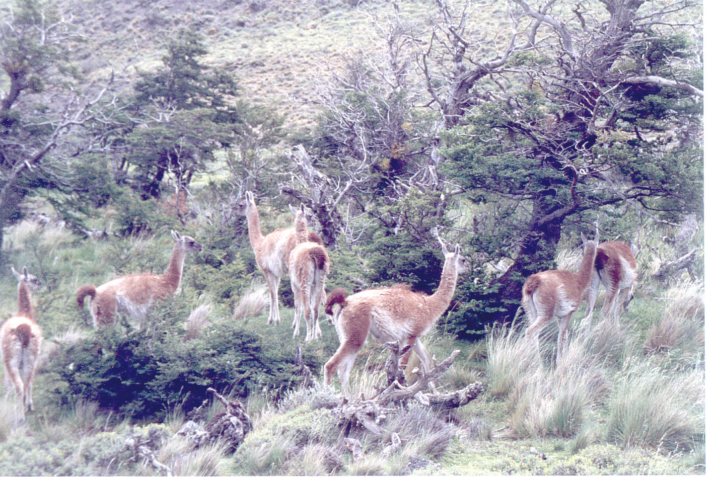 133.jpg, Guanacos