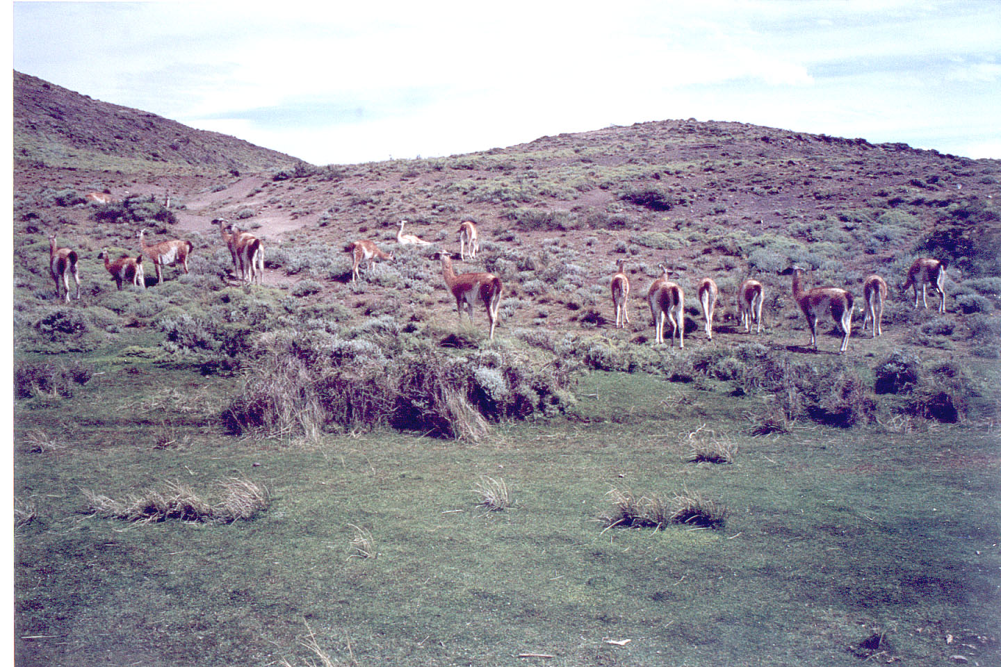 148.jpg, Guanacos