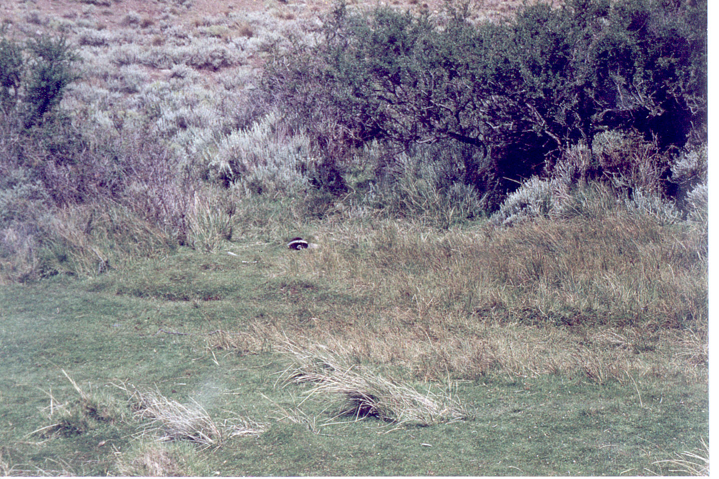 149.jpg, Skunk