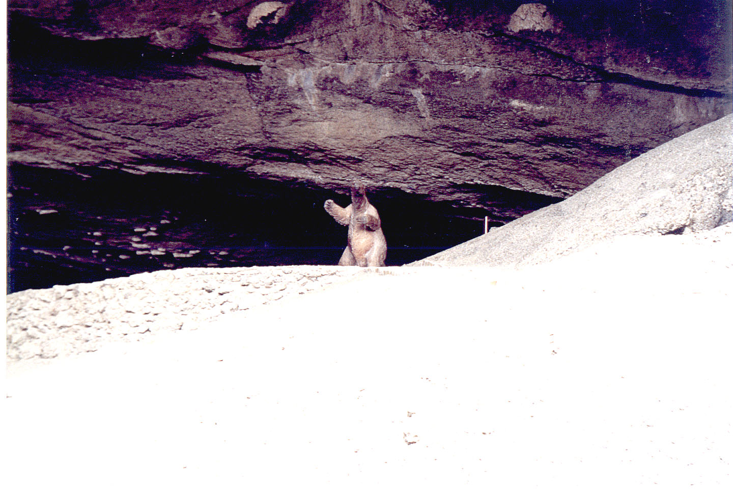 151.jpg, Mirador cave
(Giant sloth)