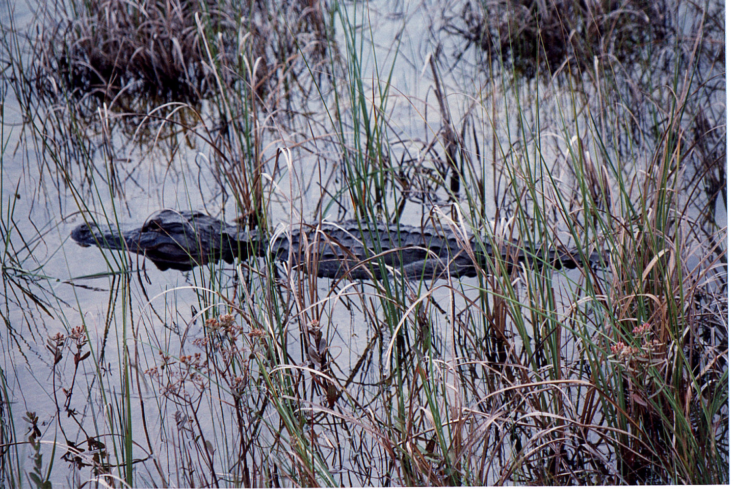 15.jpg, Alligator