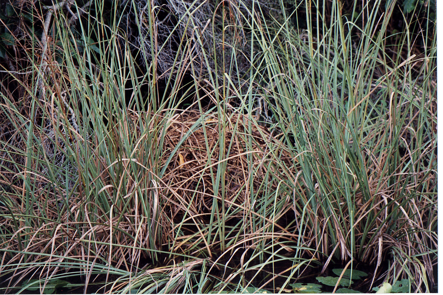 24.jpg, Alligator nest