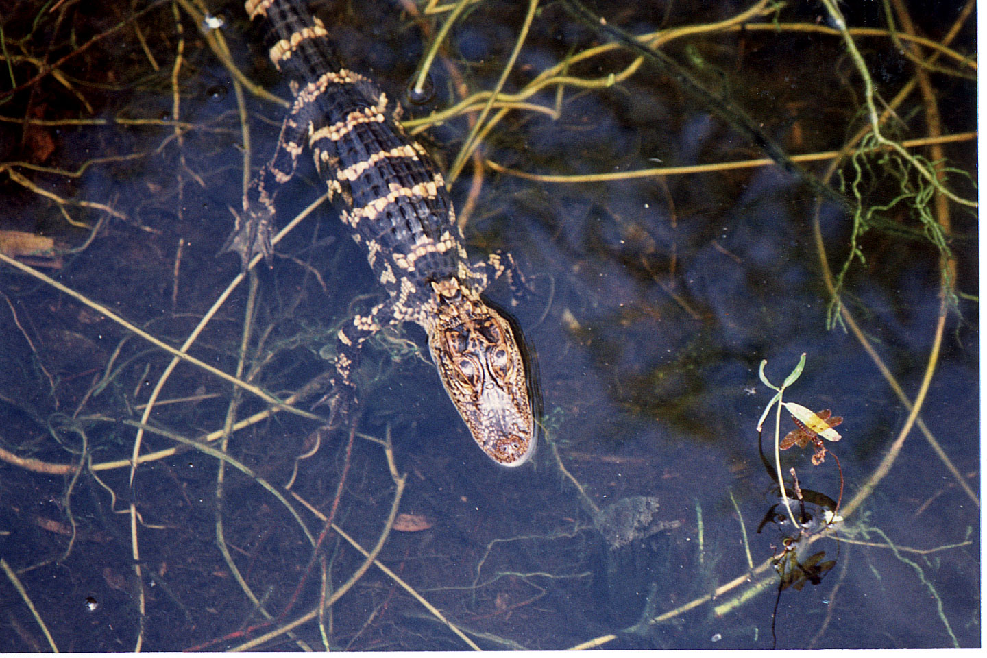 27.jpg, Alligator