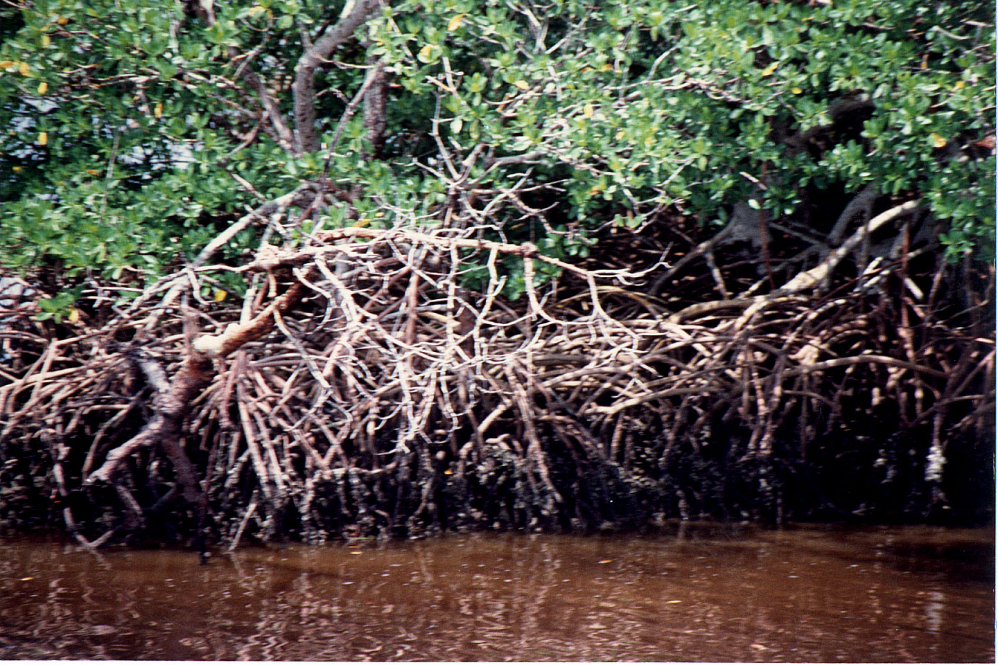 39.jpg, Mangrove swamp