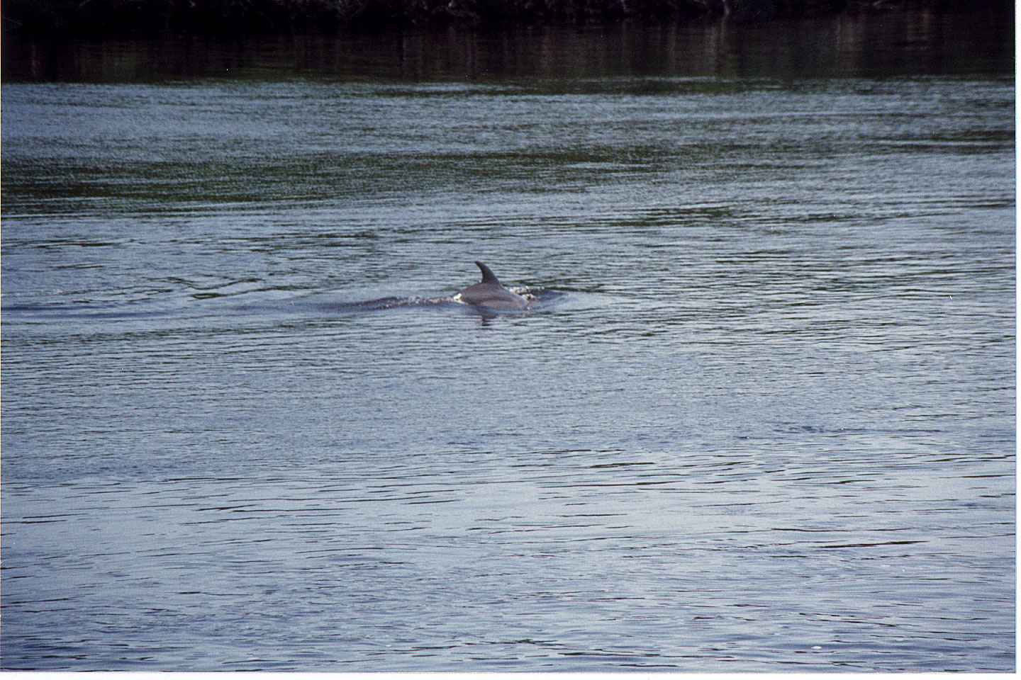 40.jpg, Dolphin