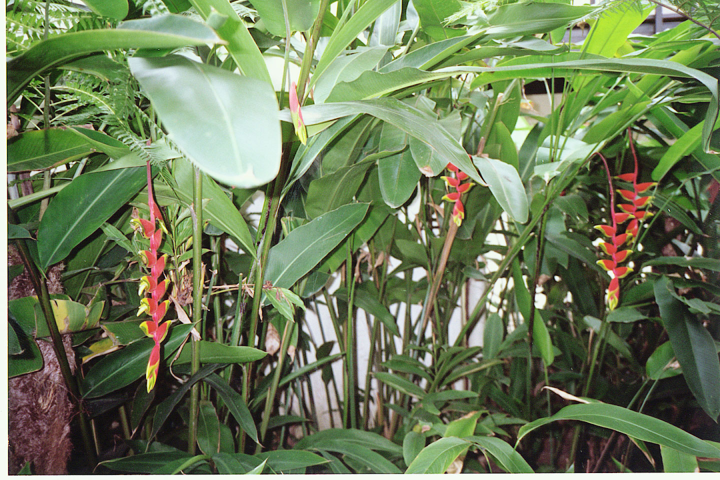 012.jpg, Flowers at
Regent of Fiji