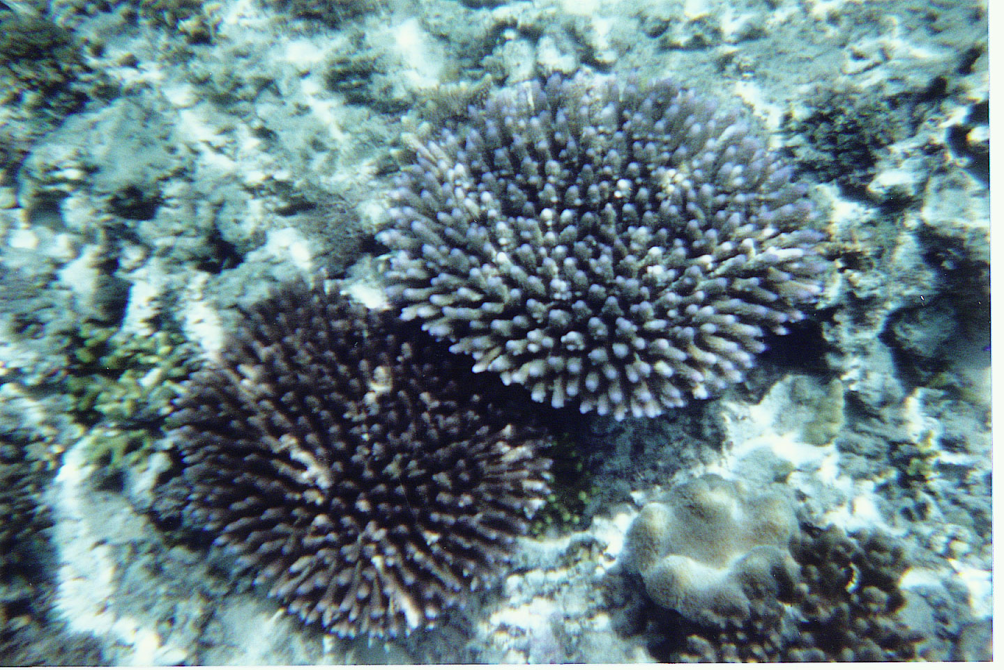 133.jpg, Snorkeling off the
beach