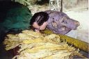 _006.jpg, Tobacco drying
Sigatoka Valley