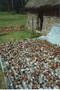 _053.jpg, Drying coconuts
Yasawa Islands