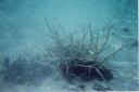 _139.jpg, Snorkeling off the
beach