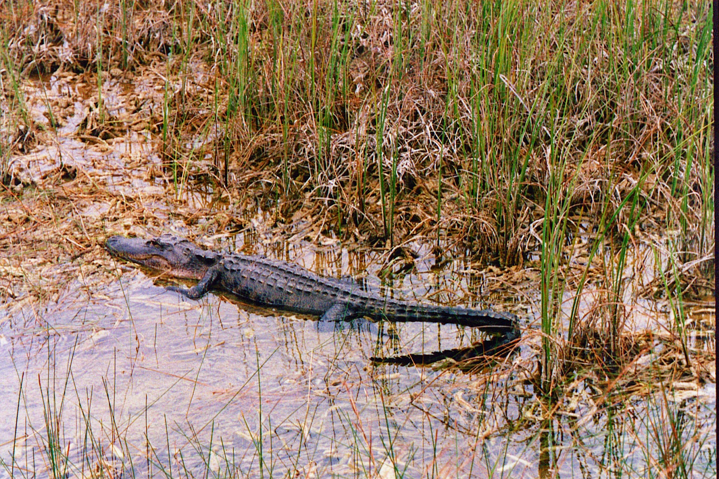 001.jpg, Shark River
Everglades