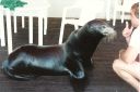 _100.jpg, Sea Lions at
Hawk's Cay