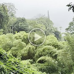 IMG_2631 Akaka Falls State Park