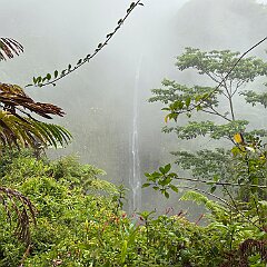 IMG_2635 Akaka Falls