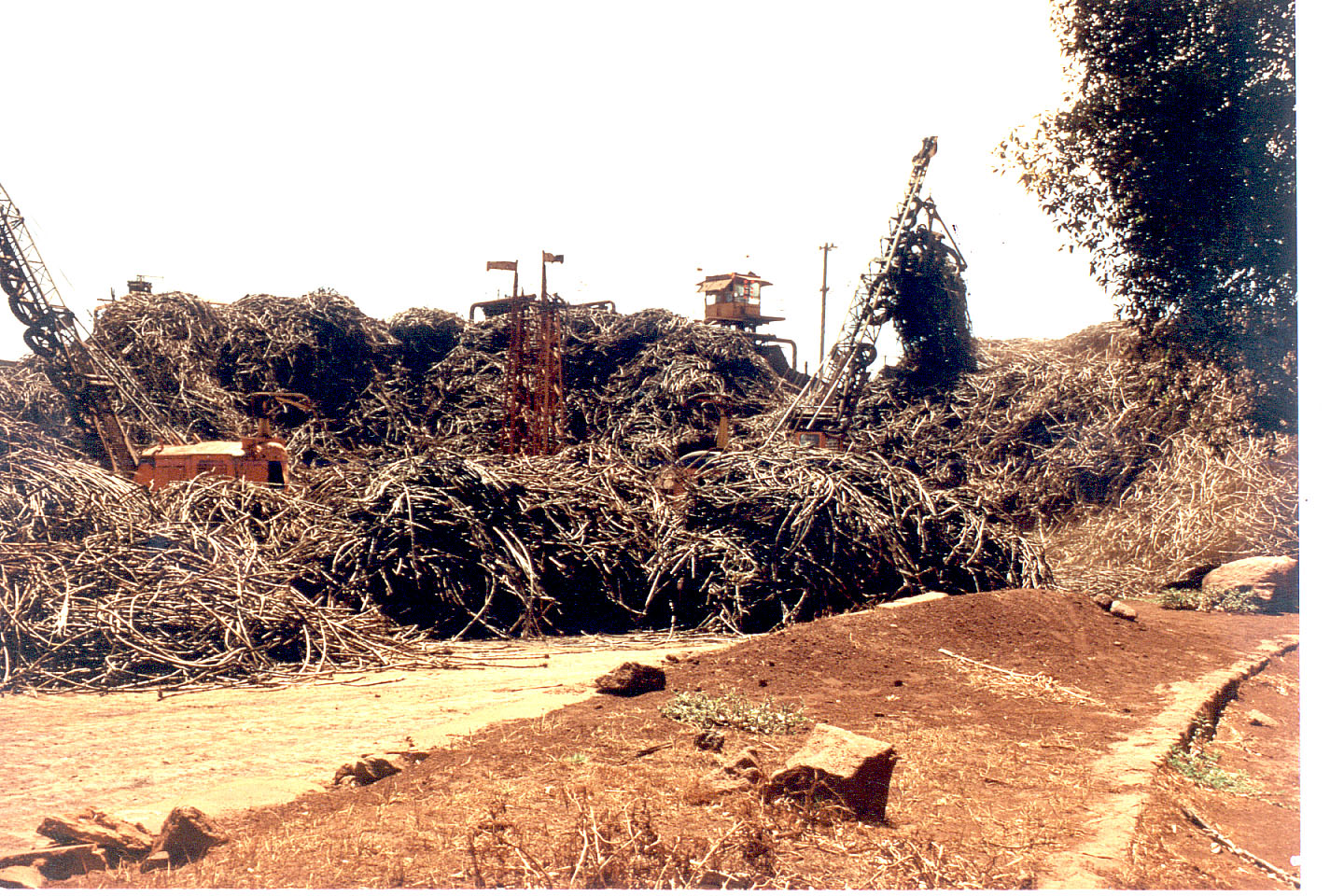 101.jpg, Sugar Cane
Olokele, Kauai