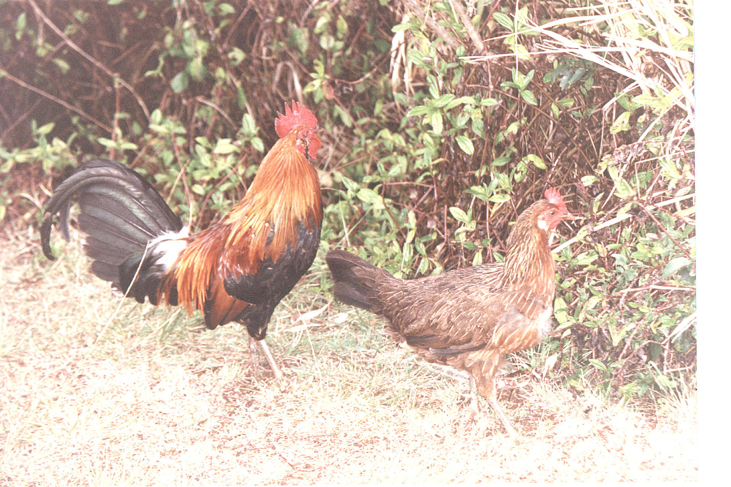 162.jpg, Wildfowl (Protected
in Hawaii)