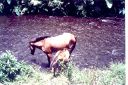 _062.jpg, Wild horses
Waipio Valley