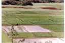 _140.jpg, Taro fields
Kauai