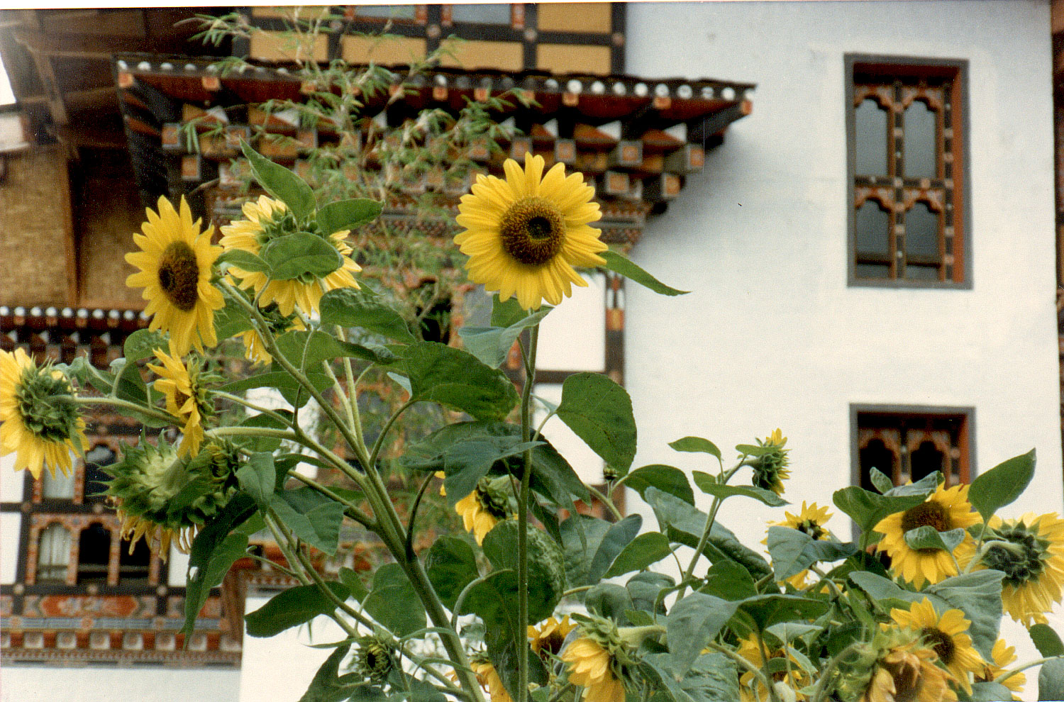 05-23.jpg, Olathang Hotel
Paro, Bhutan