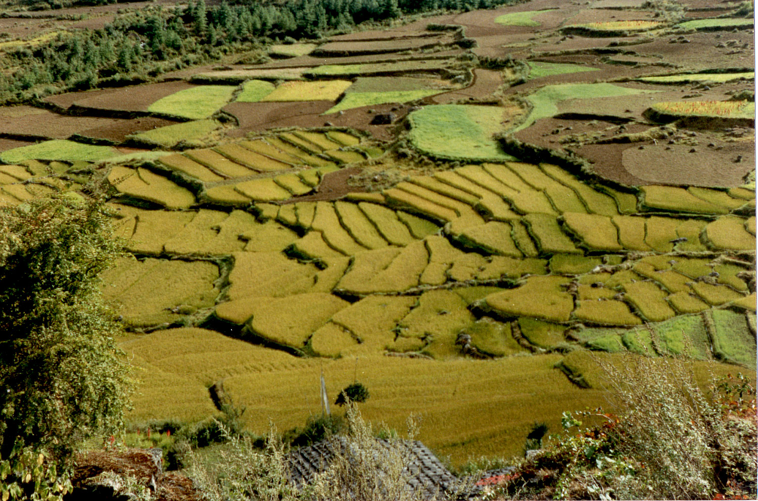 05-32.jpg, view from Drukgyel Dzong
Paro