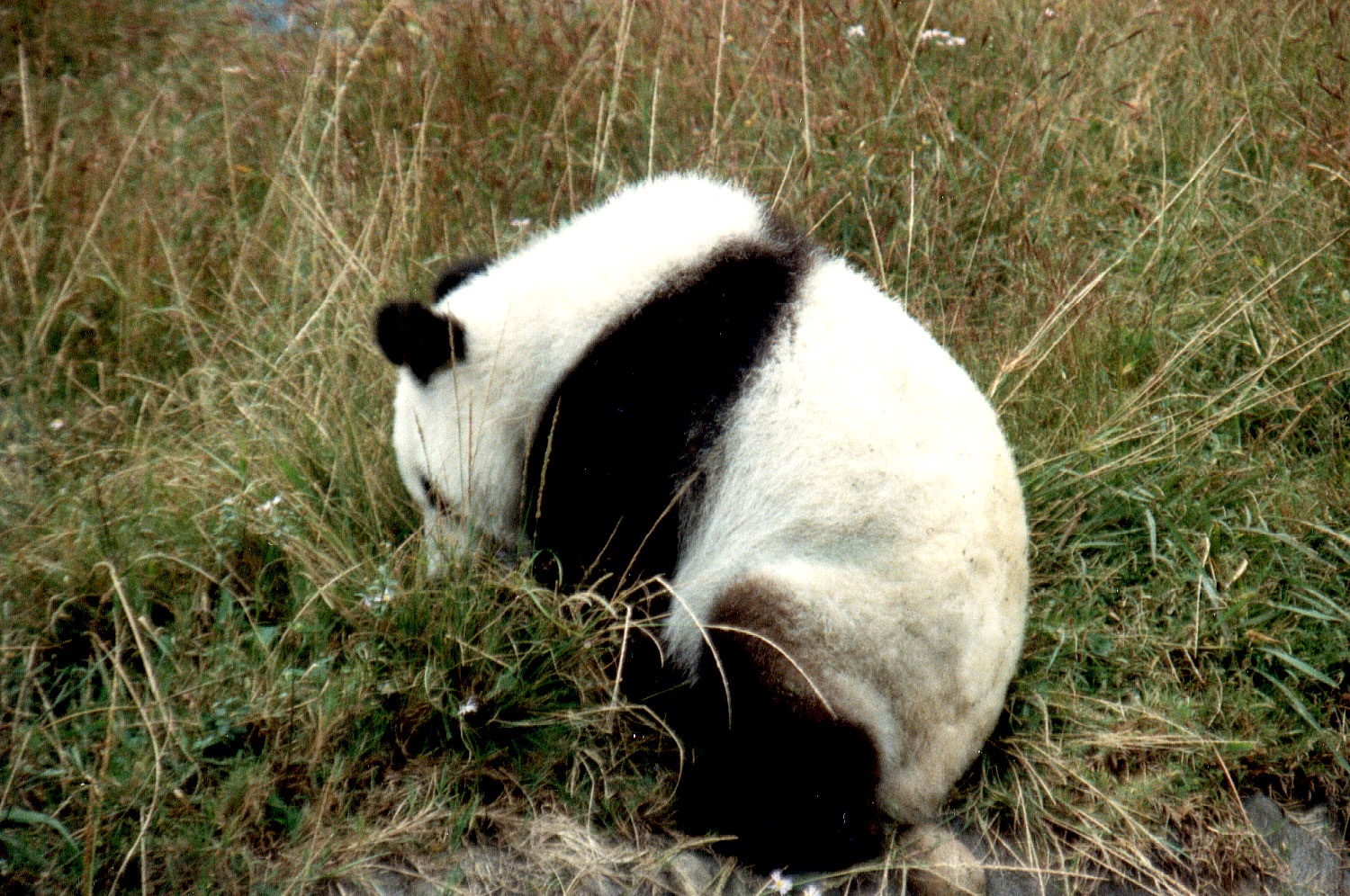 99-04.jpg, Chendu Zoo