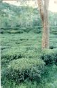 _02-25.jpg, Tea plantation
