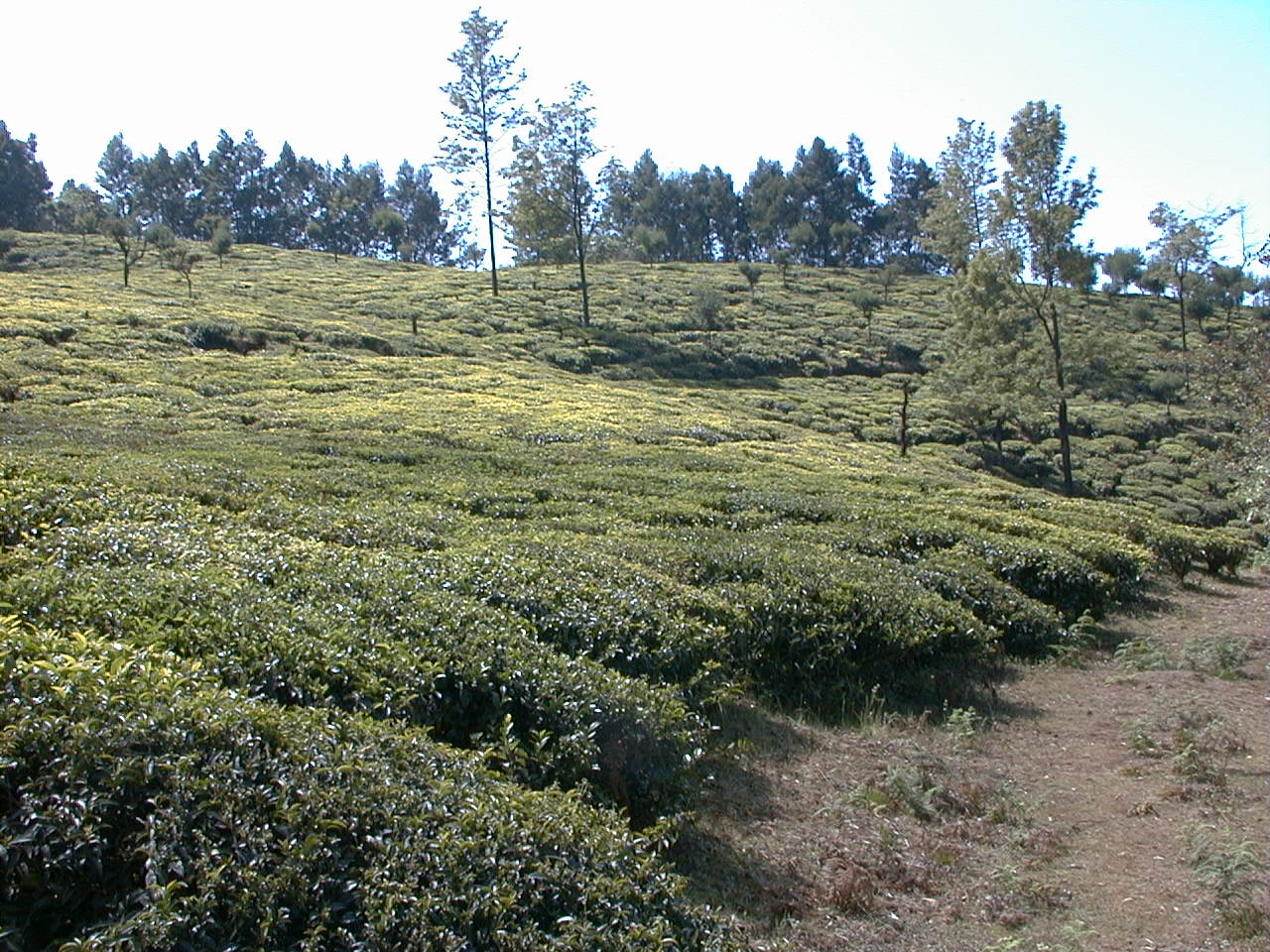 201.jpg, Tea plantation