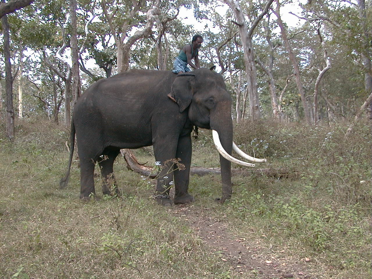 209.jpg, Working elephant