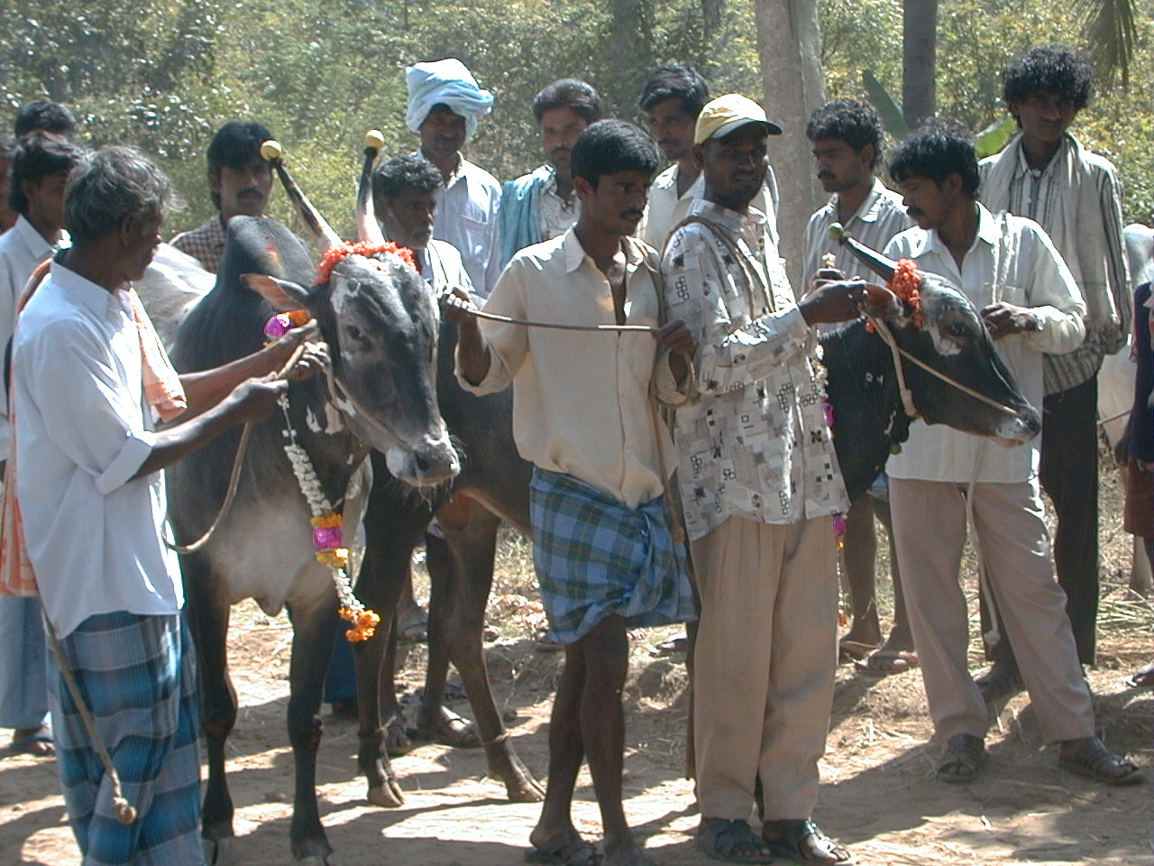 237.jpg, Roadside cattle market