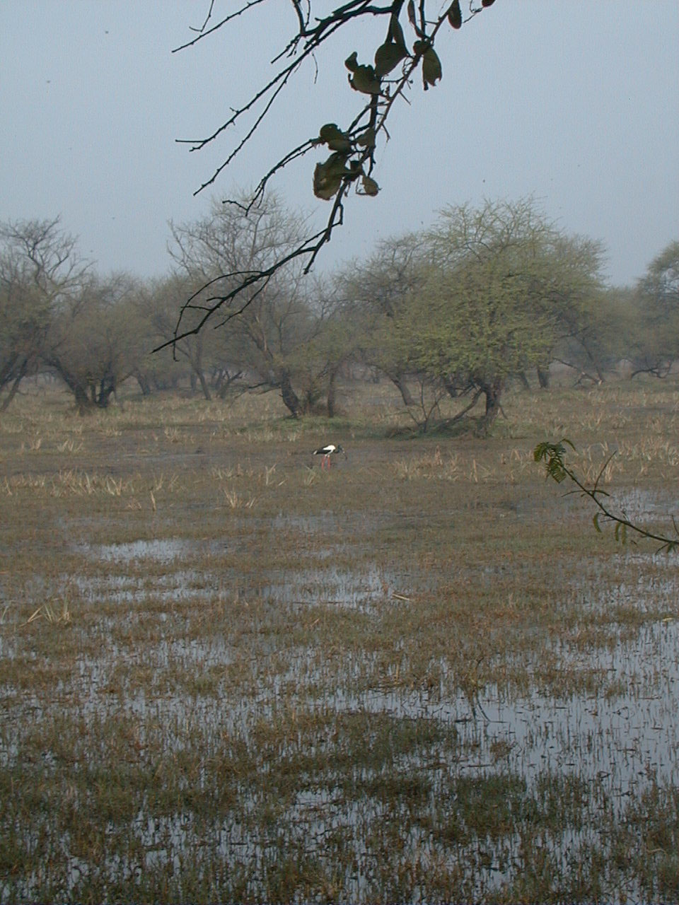 438.jpg, Bharatpur bird sanctuary