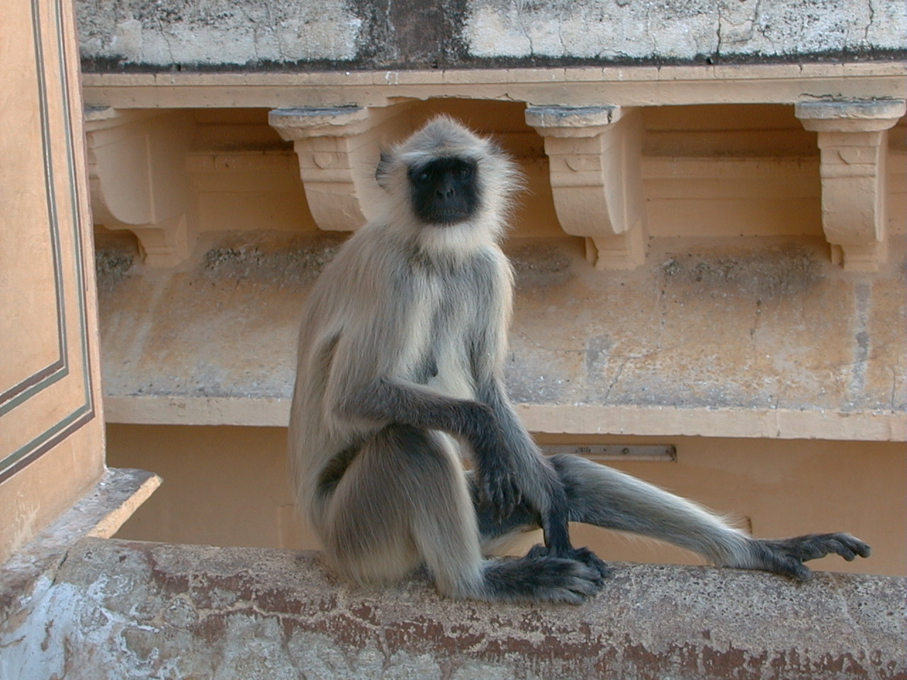 468.jpg, Amber Palace, Jaipur