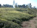 _201.jpg, Tea plantation