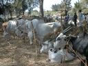 _236.jpg, Roadside cattle market