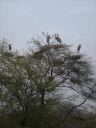 _435.jpg, Bharatpur bird sanctuary