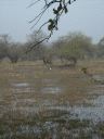 _438.jpg, Bharatpur bird sanctuary