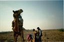 _ph-01.jpg, Camel safari