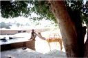 _ph-08.jpg, Camel safari, lunch stop