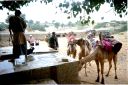 _ph-09.jpg, Camel safari, lunch stop