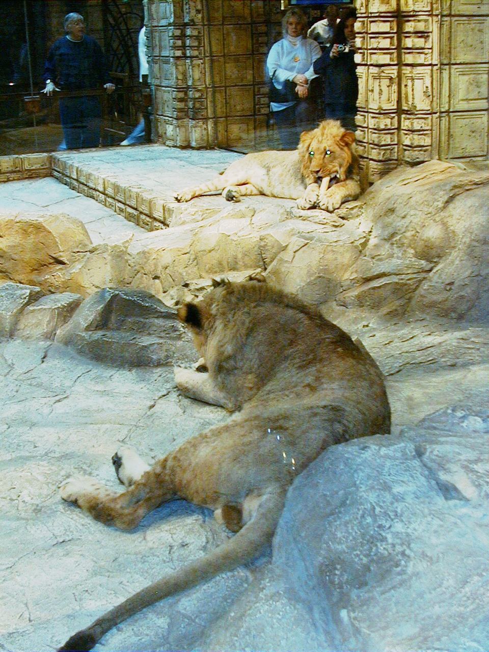 012.jpg, Lions in Aladdin