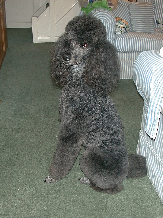 200105-11.jpg -           Cassie - after grooming