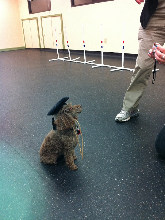 201202-010.jpg - Agility Class Graduation