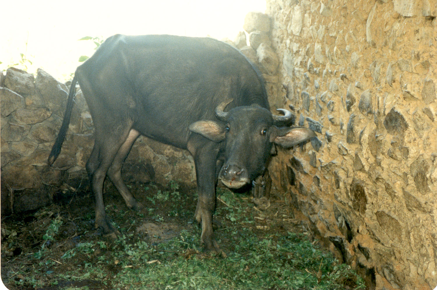 1986-30.jpg, "our" waterbuffalo