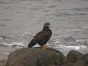 200002-01 Young eagle at Marne St