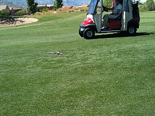 201005-11 Rattlesnake on fairway