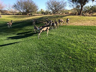 201502-01 Deer onn the golfcourse