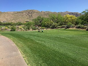 201504-010 Bobcat passes by the tee...