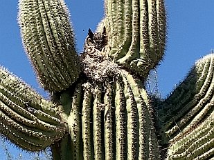 202004-04 Owls nesting in saguaro